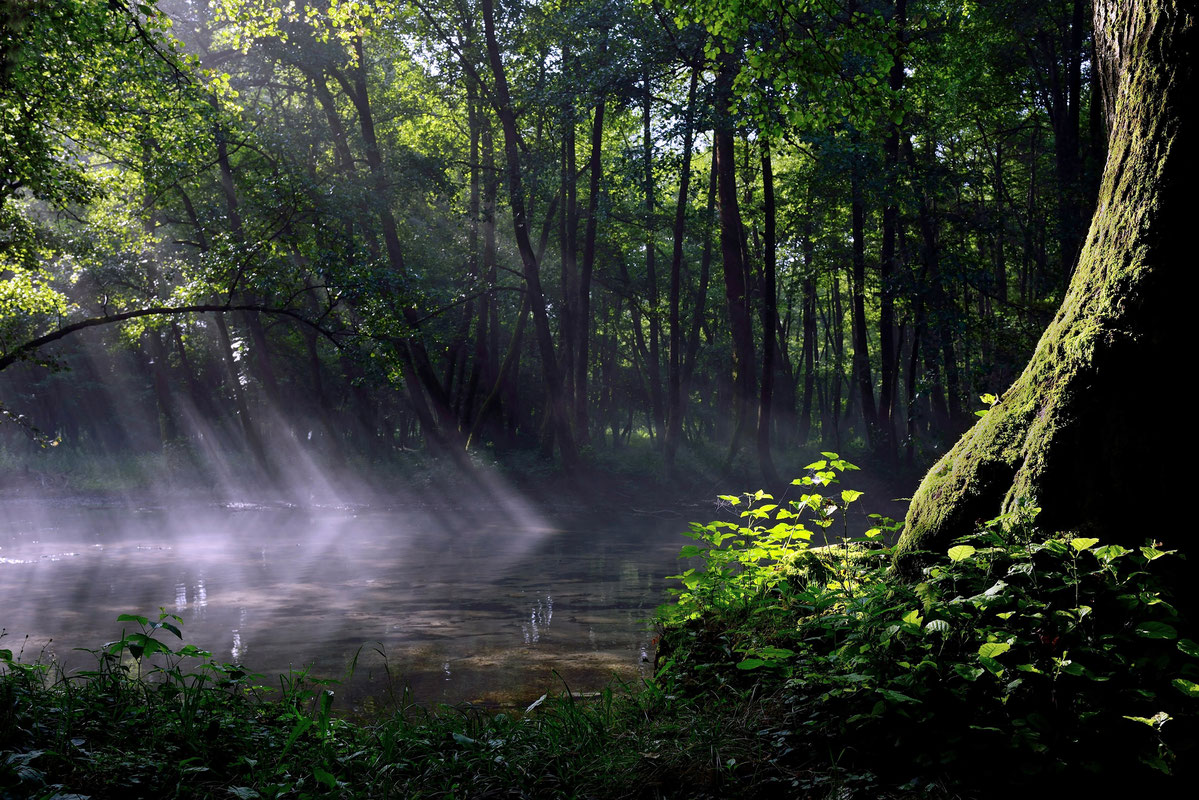 Vrelo Bosne