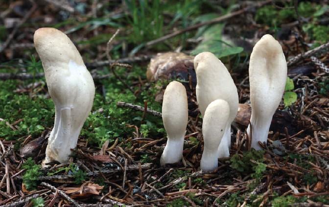 Hypocrea leucopus (P.Karst.) H.L.Chamb., ZP Bijambare